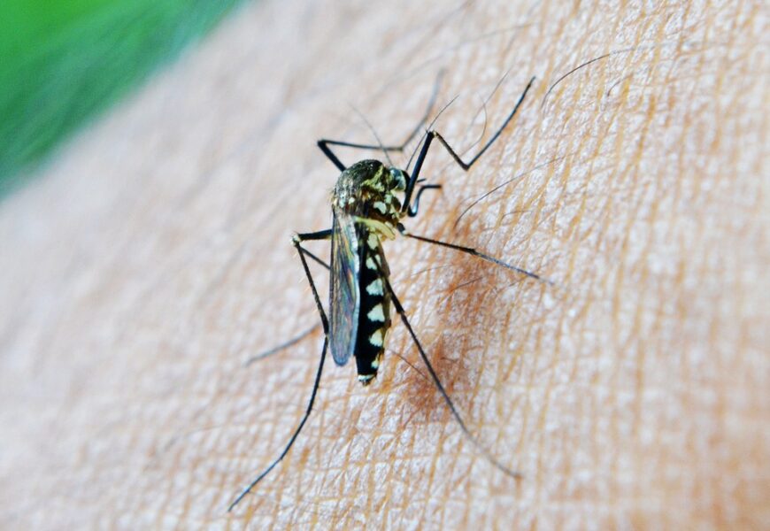‘Self-Sabotage’ Prevents Immune Protection Against Malaria ‘Self-Sabotage’ Prevents Immune Protection Against Malaria