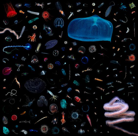 See the Amazing Variety of Life That Lives in One Foot of Space See the Amazing Variety of Life That Lives in One Foot of Space